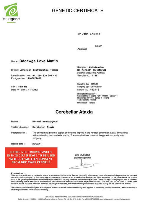 DDDawgs Love Muffin Genetic Certificate